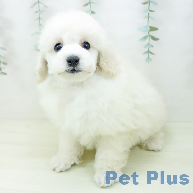 トイ・プードルの写真2