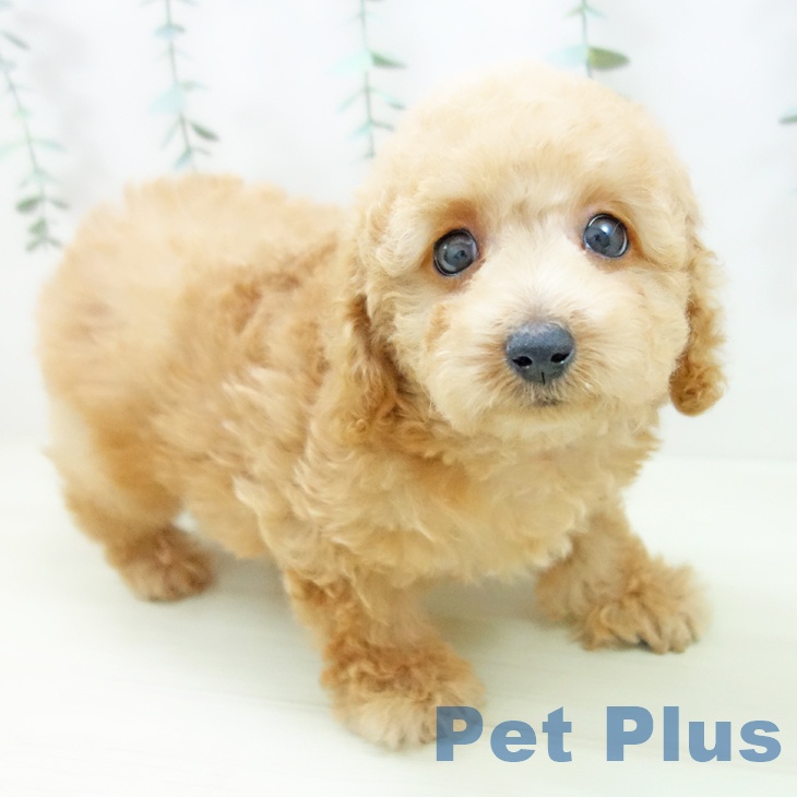 トイ・プードル