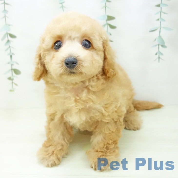 トイ・プードル