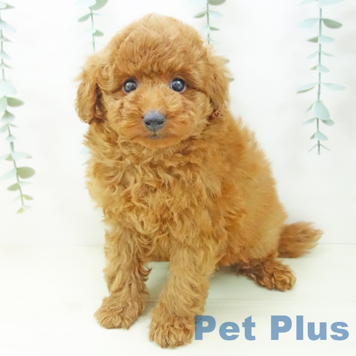 トイ・プードル