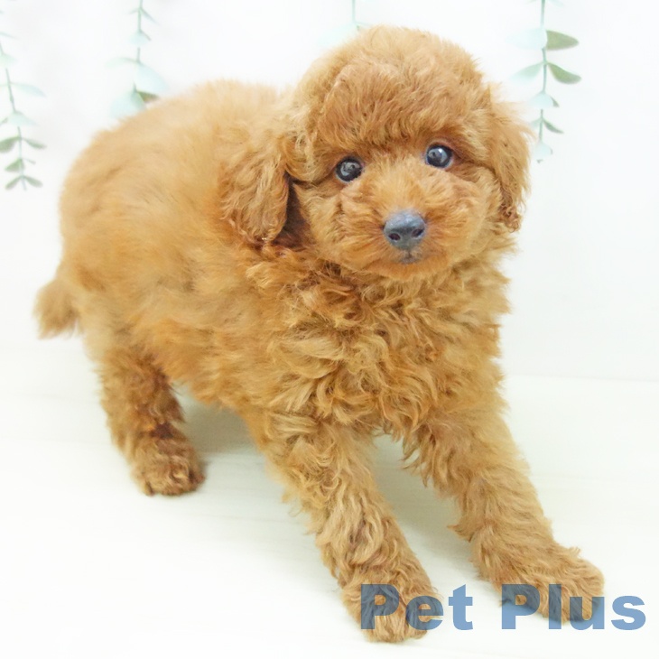 トイ・プードルの写真2