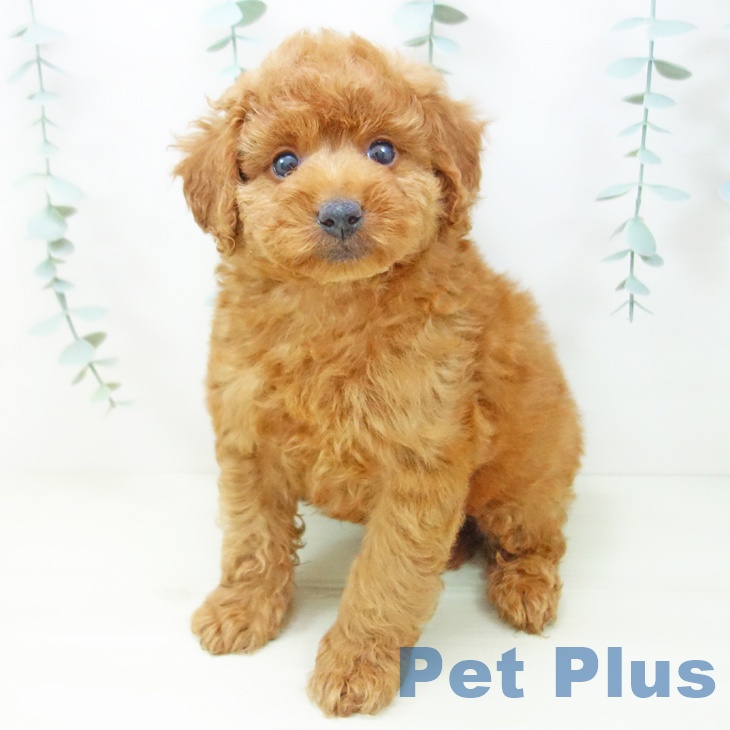 トイ・プードル