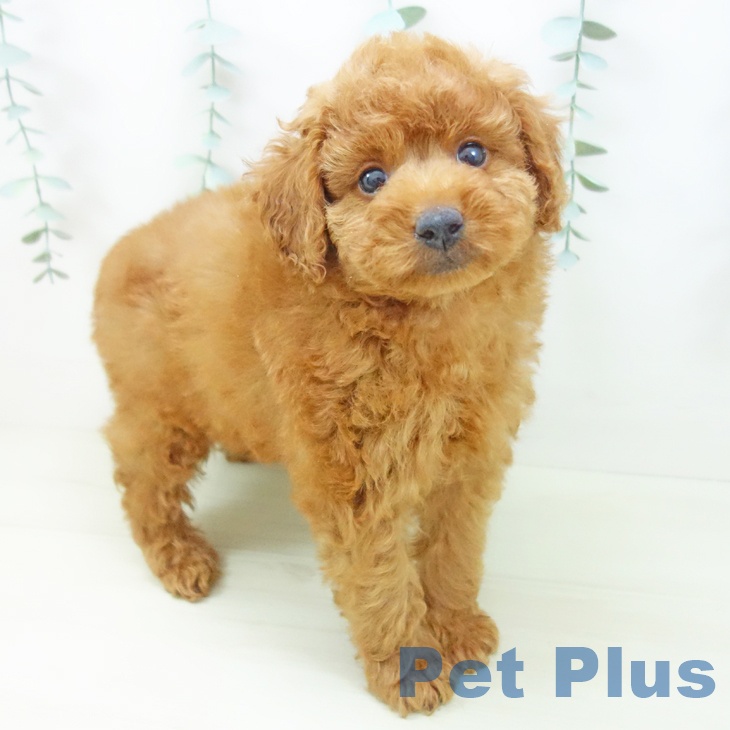 トイ・プードルの写真2