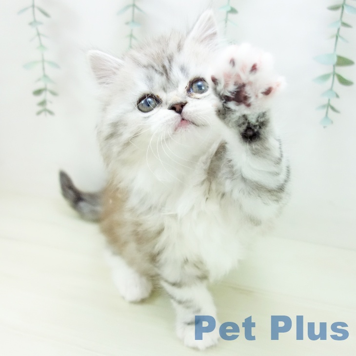 サイベリアンの写真2