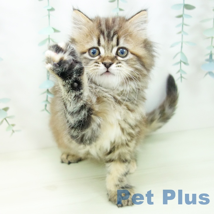 サイベリアンの写真2