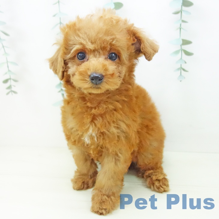 トイ・プードル