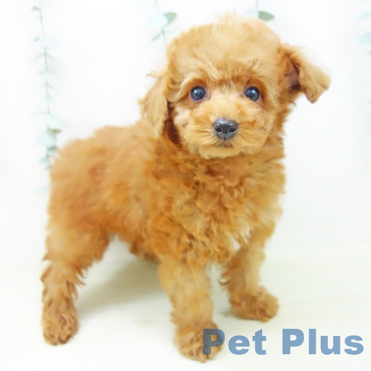 トイ・プードルの写真2