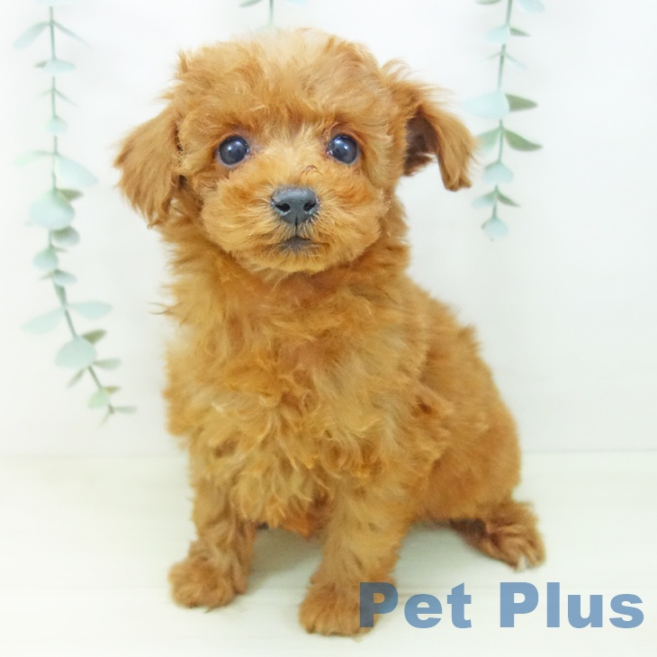 トイ・プードル