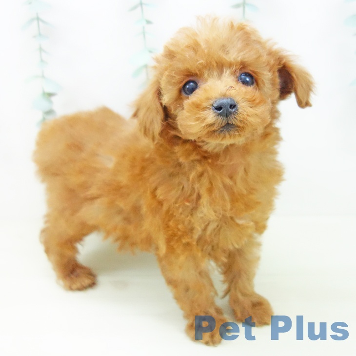 トイ・プードルの写真2