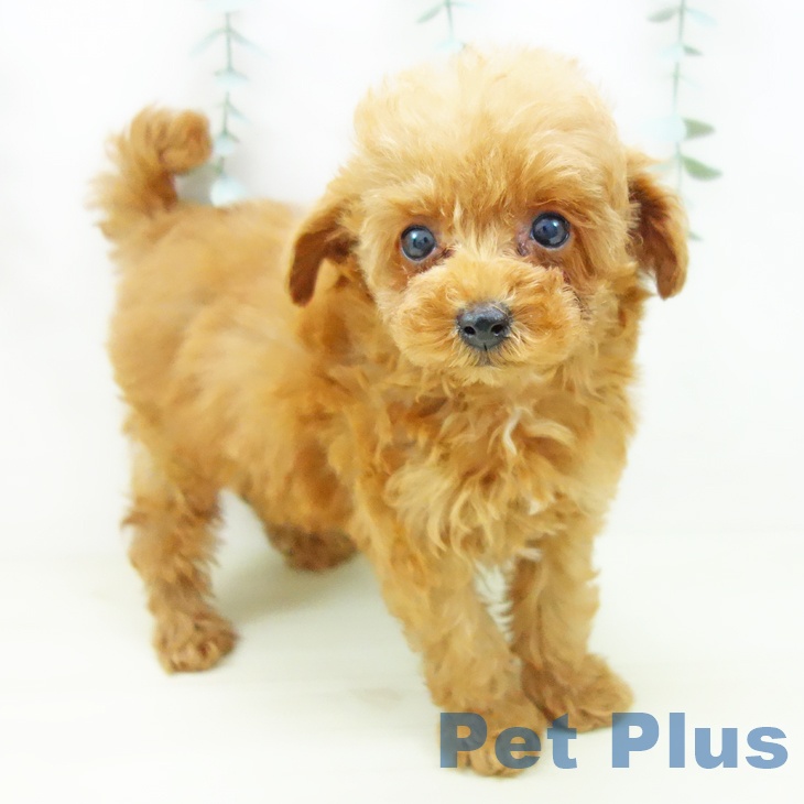 トイ・プードル