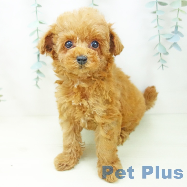 トイ・プードルの写真2