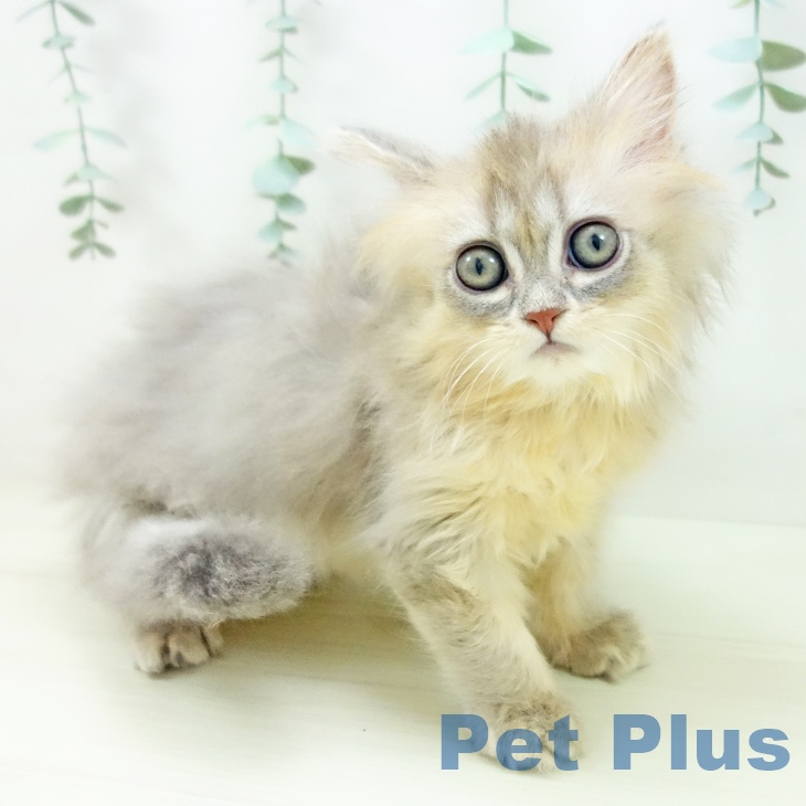 マンチカンの写真2