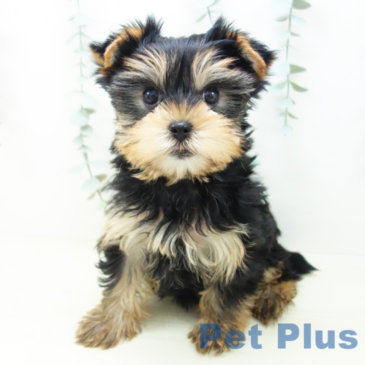 ヨークシャー・テリア