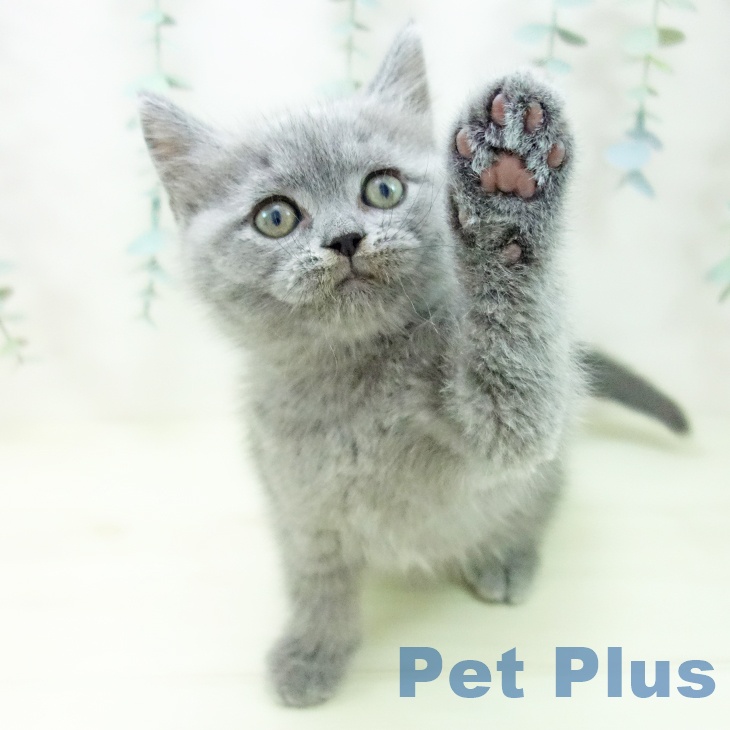 ブリティッシュショートヘア