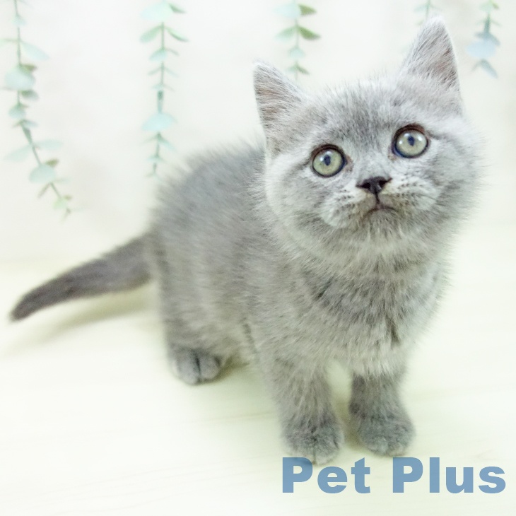 ブリティッシュショートヘアの写真2