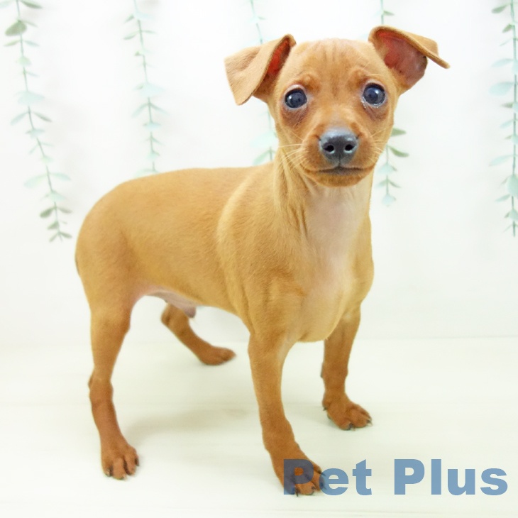 ミニチュア・ピンシャー