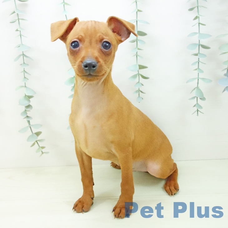 ミニチュア・ピンシャーの写真2