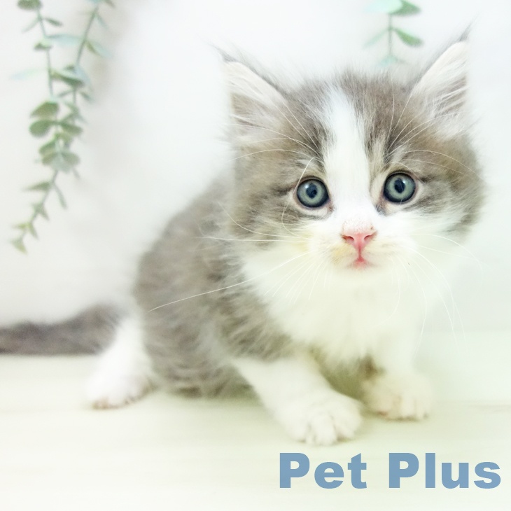 サイベリアンの写真2