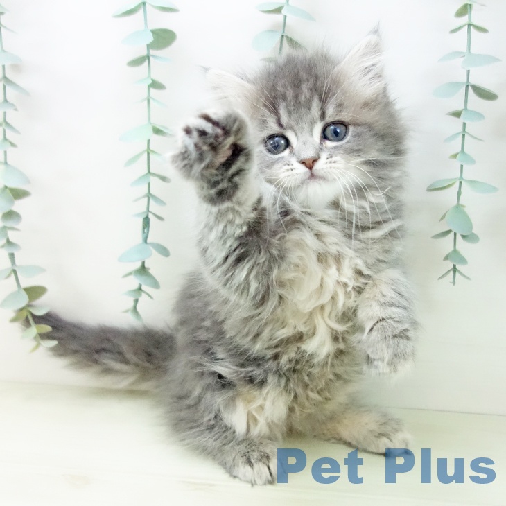 サイベリアンの写真2