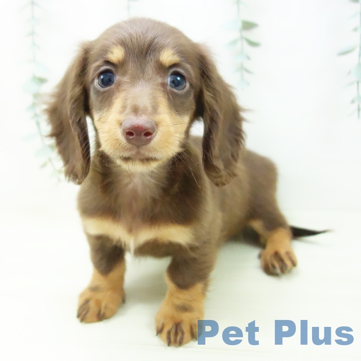 ミニチュア・ダックスフンド