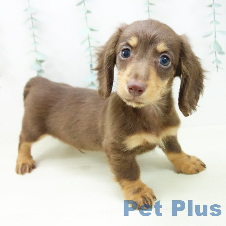 ミニチュア・ダックスフンド