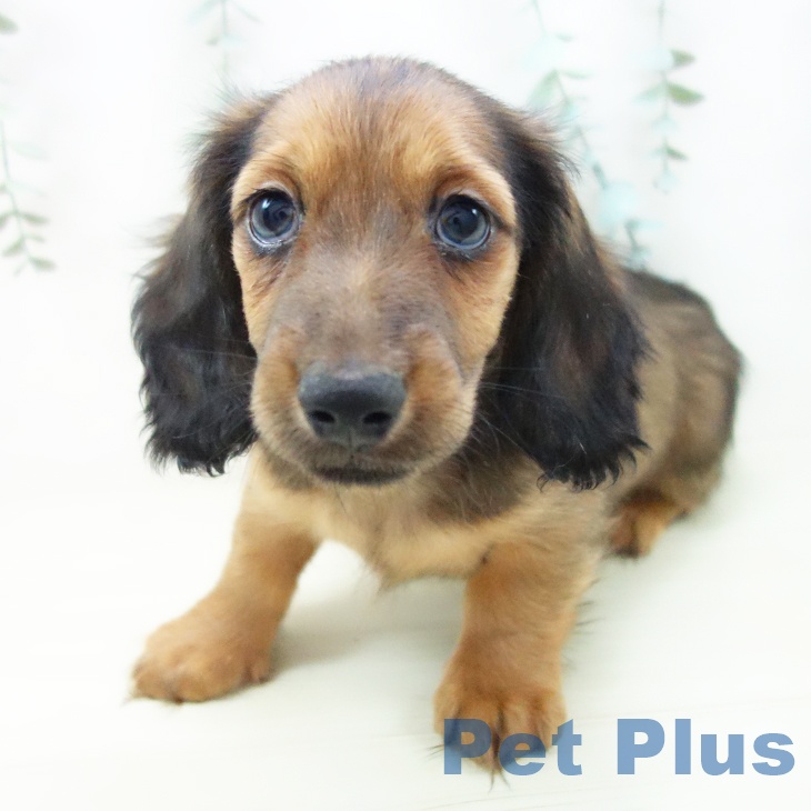 ミニチュア・ダックスフンドの写真2