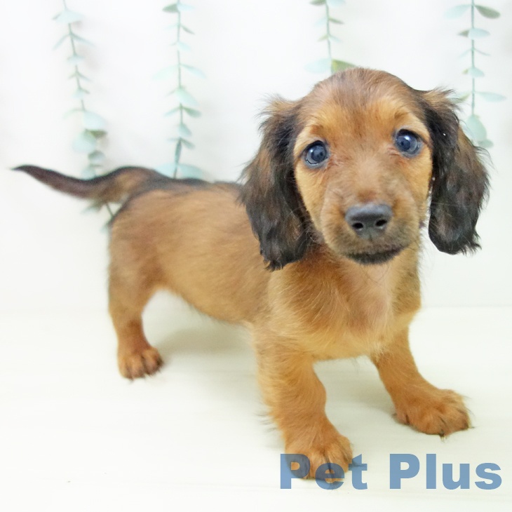 ミニチュア・ダックスフンド