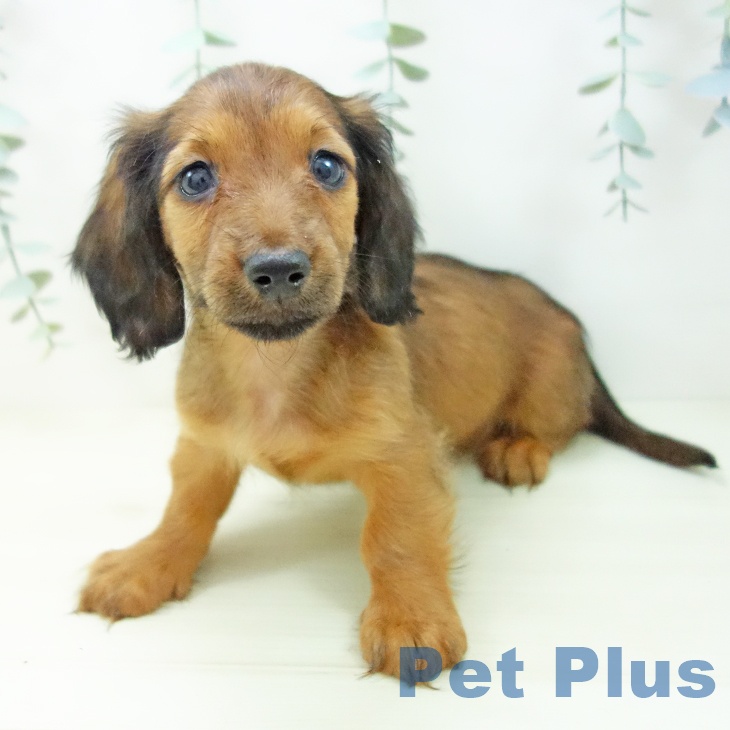 ミニチュア・ダックスフンド