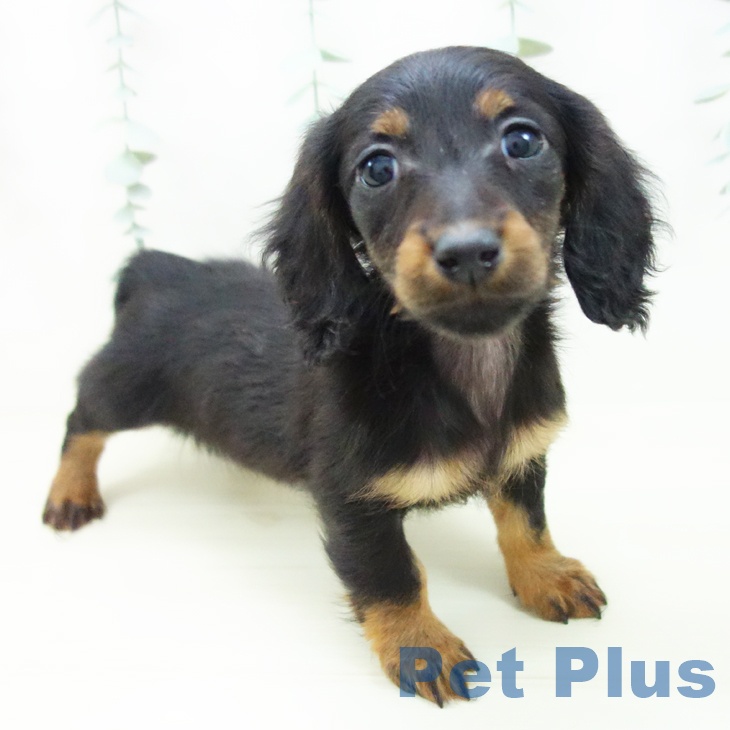 ミニチュア・ダックスフンド