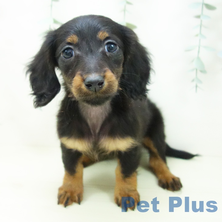 ミニチュア・ダックスフンドの写真2