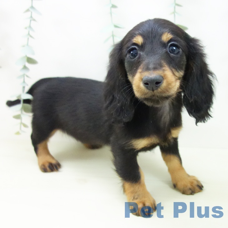 ミニチュア・ダックスフンド