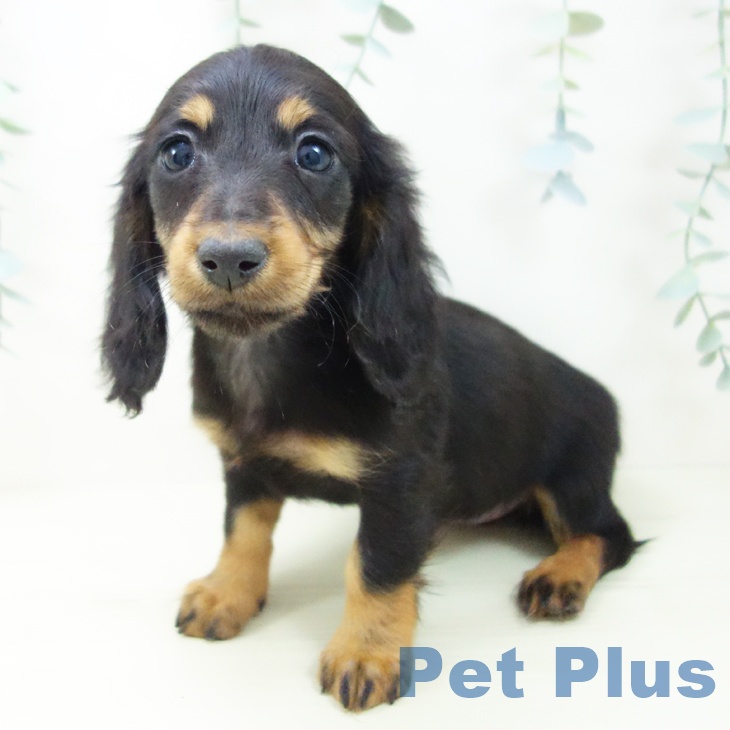 ミニチュア・ダックスフンドの写真2