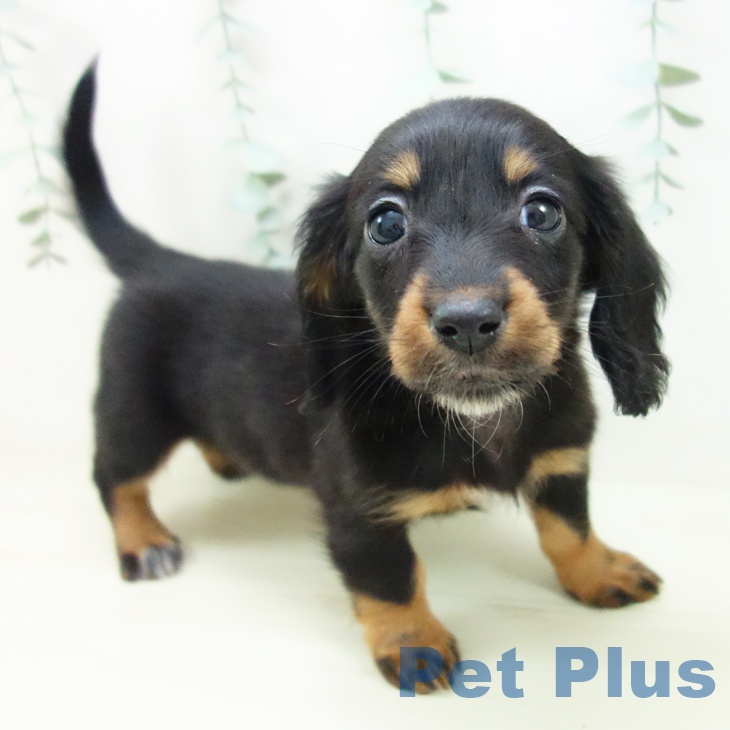 ミニチュア・ダックスフンド