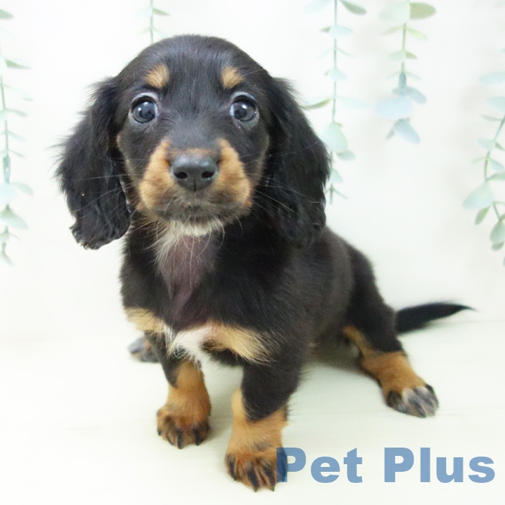 ミニチュア・ダックスフンドの写真2