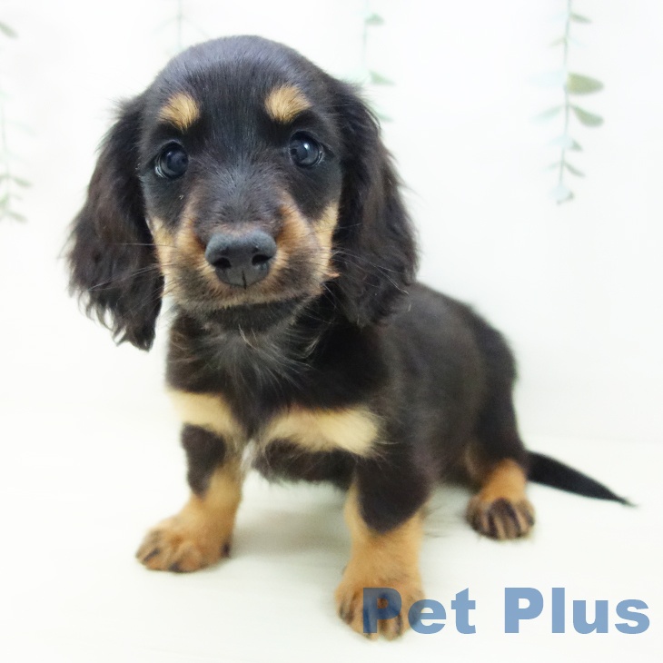 ミニチュア・ダックスフンド