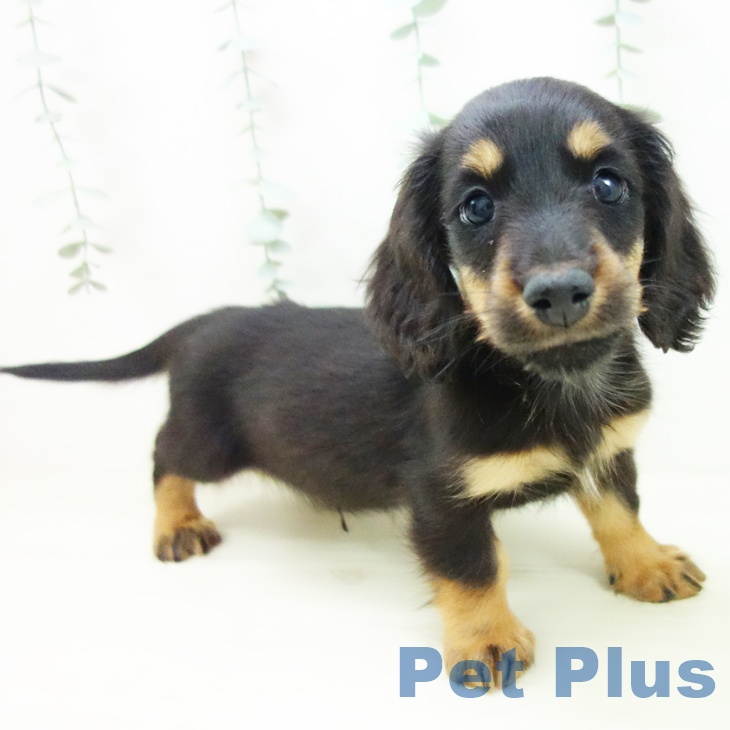 ミニチュア・ダックスフンド