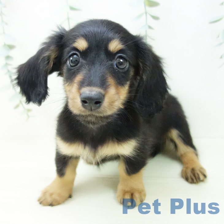 ミニチュア・ダックスフンド