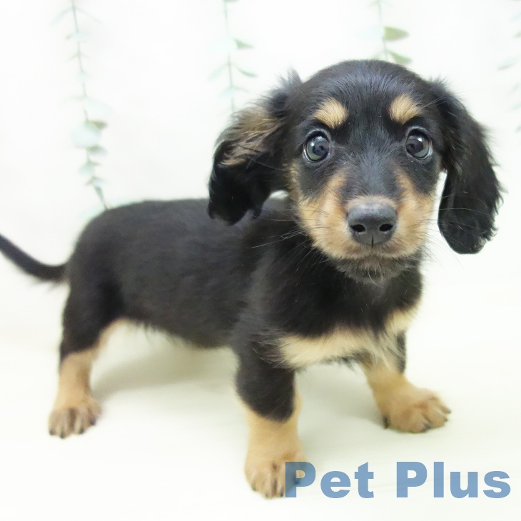 ミニチュア・ダックスフンドの写真2