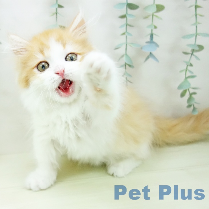 ミヌエットの写真2