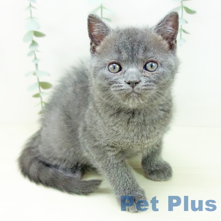 ブリティッシュショートヘア