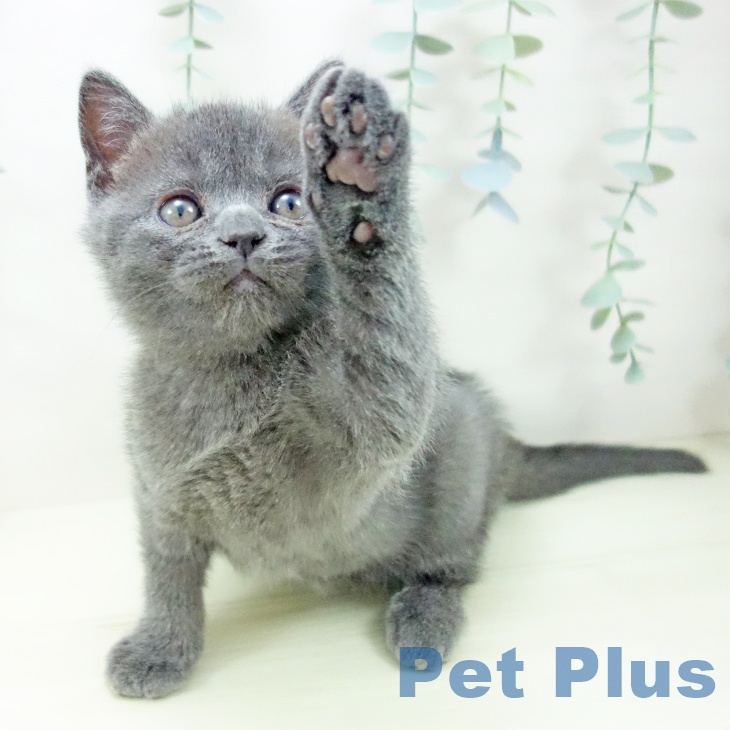 ブリティッシュショートヘアの写真2