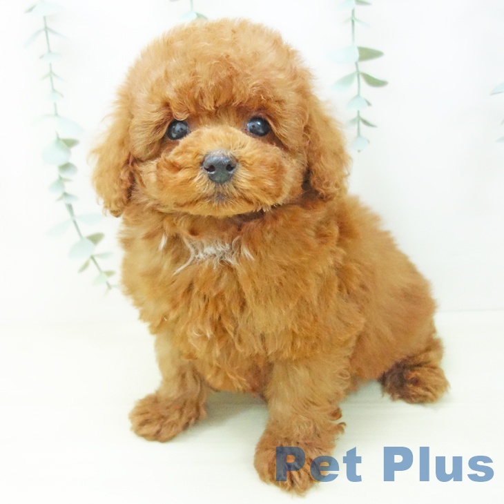 トイ・プードル