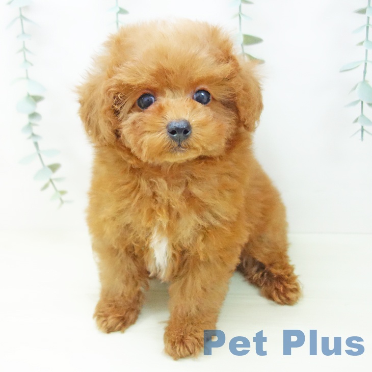 トイ・プードル