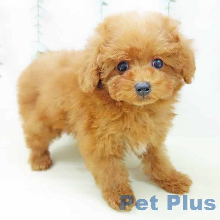 トイ・プードルの写真2