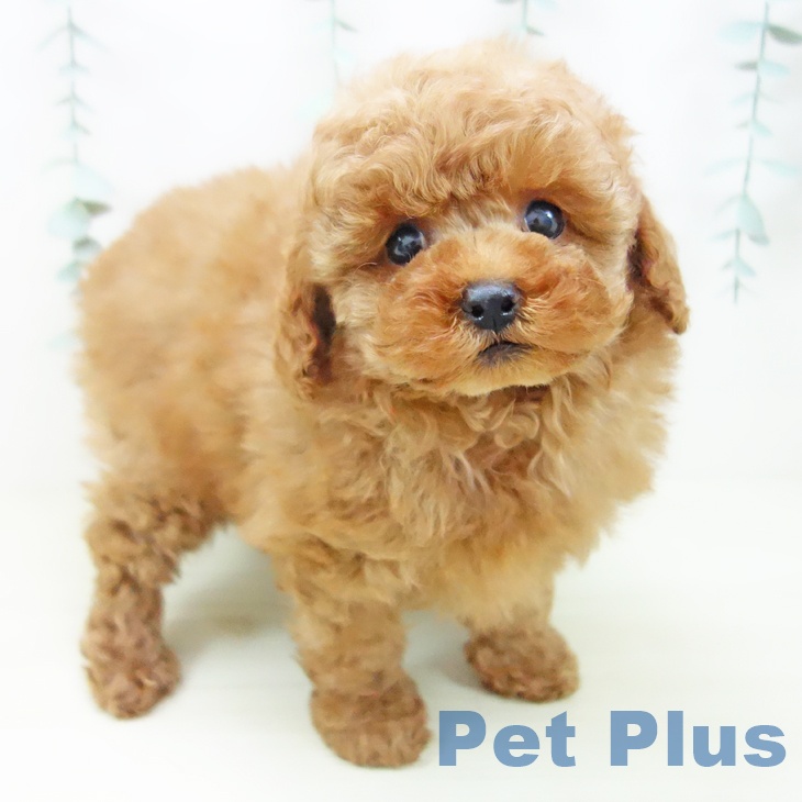 トイ・プードル