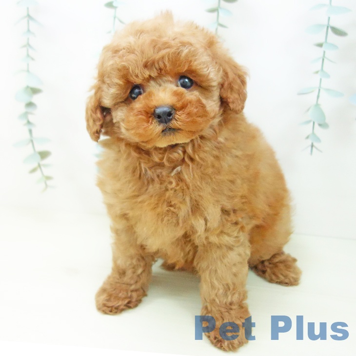 トイ・プードルの写真2