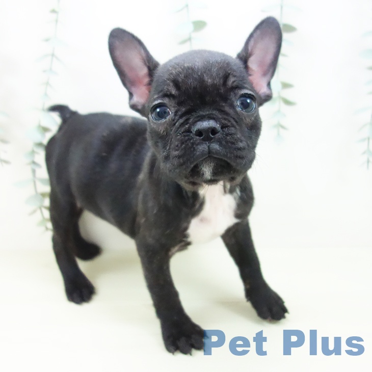 フレンチ・ブルドッグ