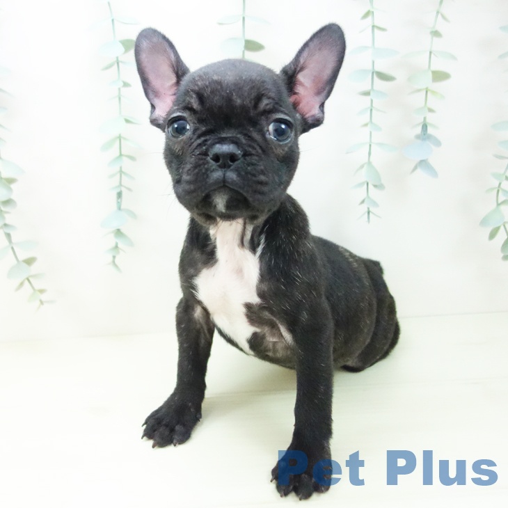 フレンチ・ブルドッグの写真2