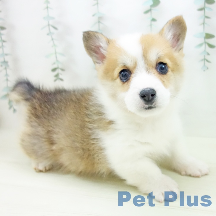 ウェルシュ・コーギー・ペンブローク