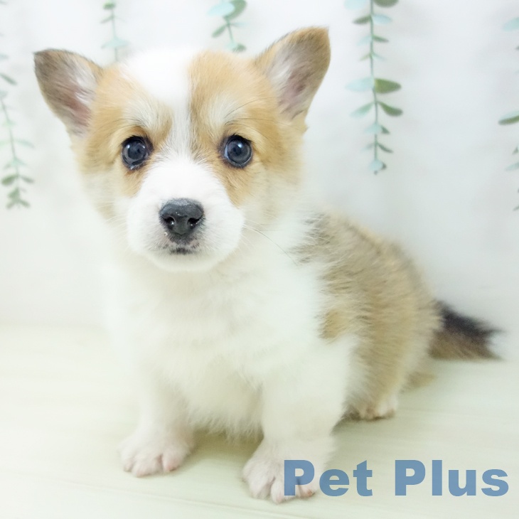 ウェルシュ・コーギー・ペンブローク